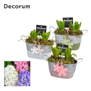 Hyacint Duo Zink HL11703 [LOVELY COLORS]