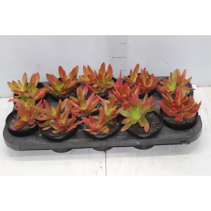 SUCULENTAS CRASSULA CAPITELLA CAMPFIRE P11