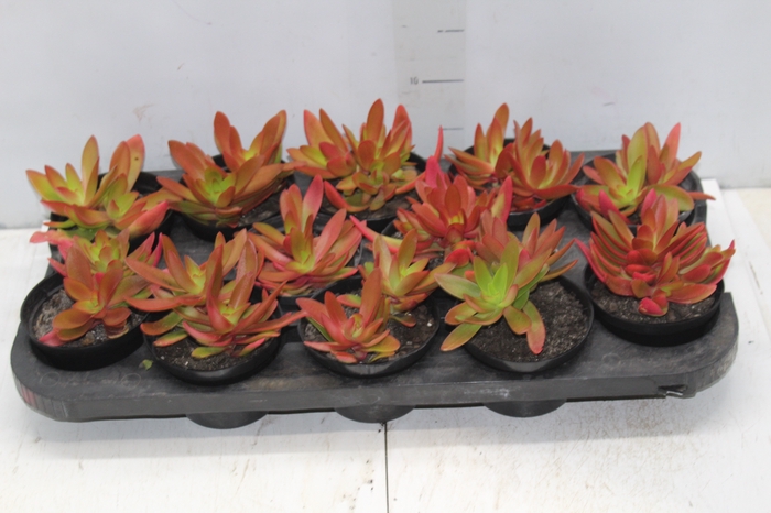 <h4>SUCULENTAS CRASSULA CAPITELLA CAMPFIRE P11</h4>