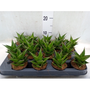Sansevieria ehrenbergii 'Samurai'