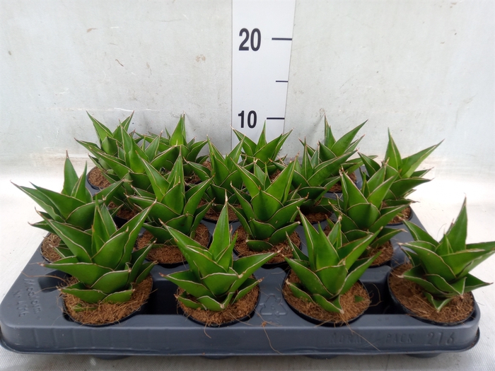 <h4>Sansevieria ehrenbergii 'Samurai'</h4>