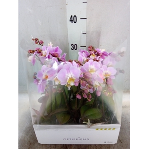 Phalaenopsis multi.   ...rose