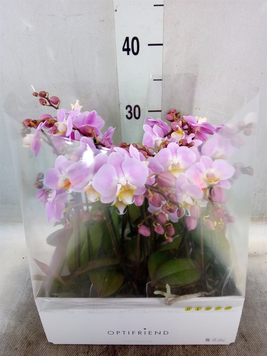 <h4>Phalaenopsis multi.   ...rose</h4>