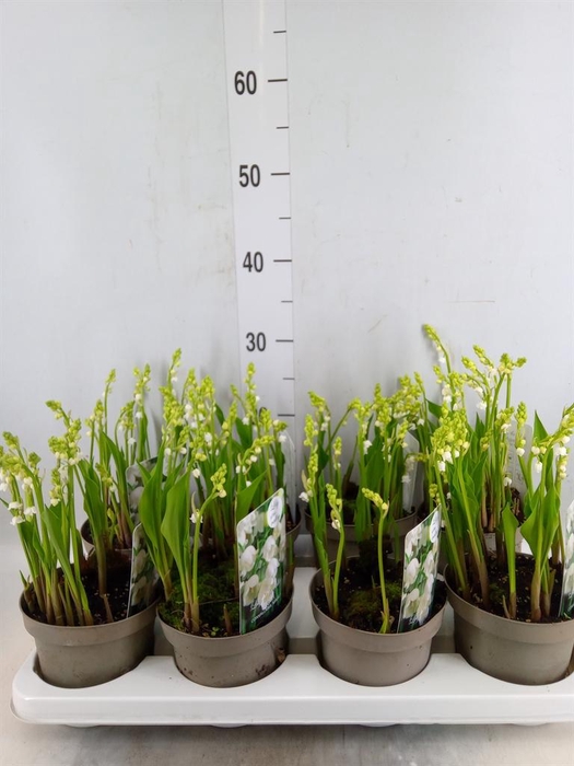 <h4>Convallaria majalis</h4>