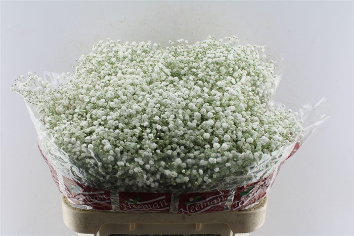 <h4>Gyps Pa Mirabella</h4>