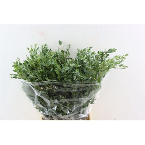 Euca Parvifolia Short 150gr P Bunch