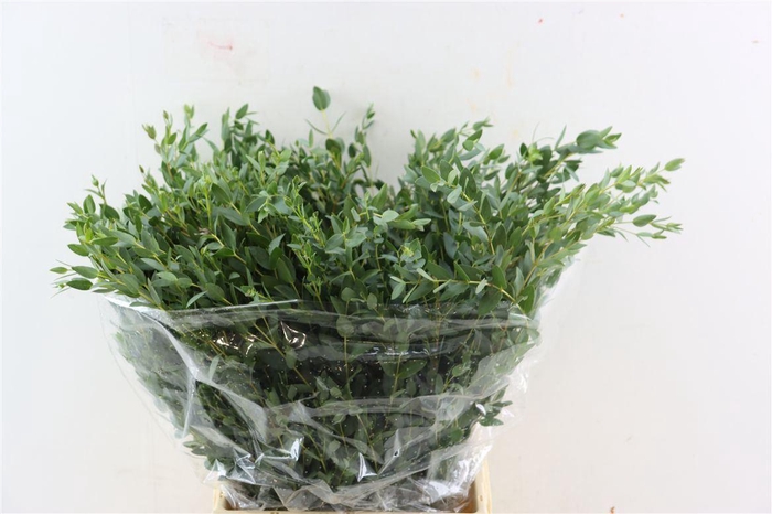 Euca Parvifolia Short 150gr P Bunch