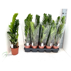 ZAMIO ZAMIIFOLIA