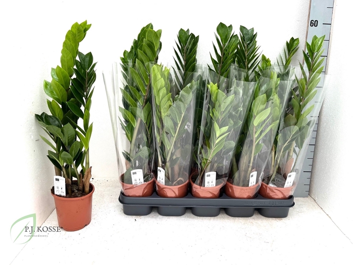 <h4>ZAMIO ZAMIIFOLIA</h4>