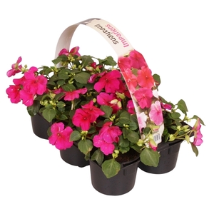 Impatiens Walleriana paars 6p