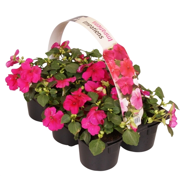 <h4>Impatiens Walleriana paars 6p</h4>