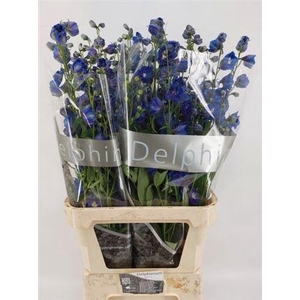 Delphinium Du Blue Emerald 100cm