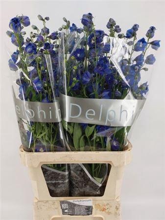 <h4>Delphinium Du Blue Emerald 100cm</h4>