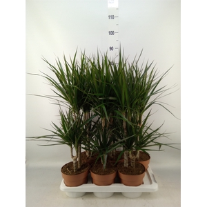 Dracaena marg.