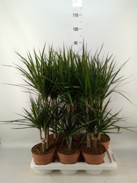 <h4>Dracaena marg.</h4>