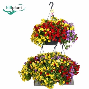 CALIB CA MM TROPICAN