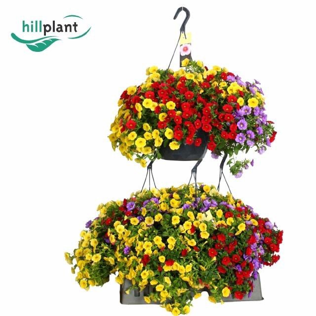 <h4>CALIB CA MM TROPICAN</h4>