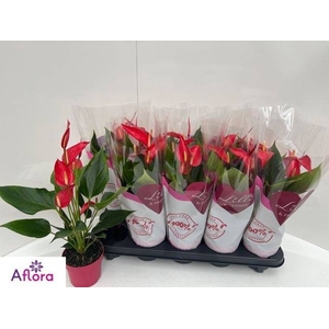 ANTHU BANDEROLA ROJA