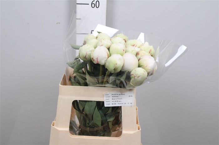 <h4>Paeo Bowl Of Cream</h4>