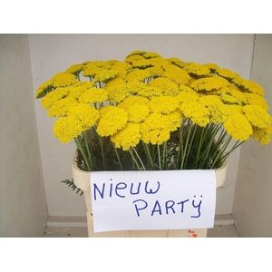 Achillea F Park Variety