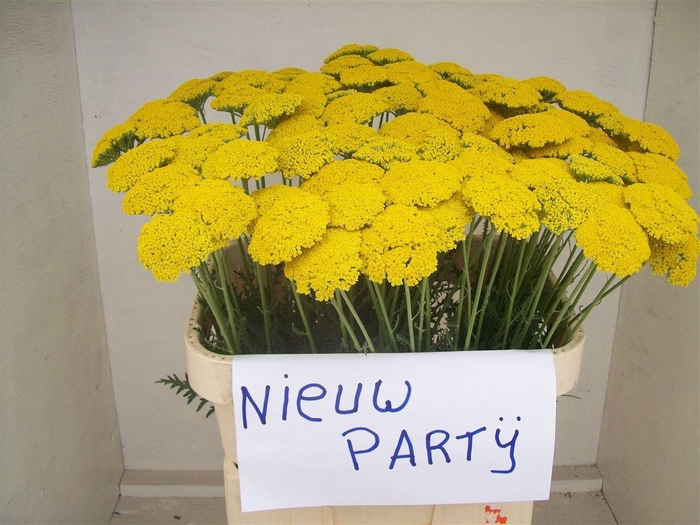 <h4>Achillea F Park Variety</h4>