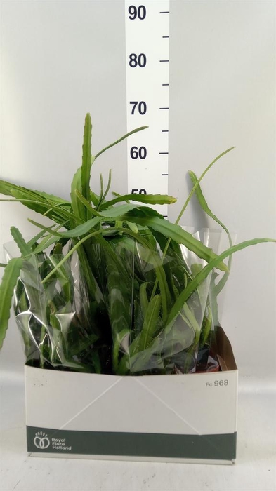 <h4>Epiphyllum   ...</h4>