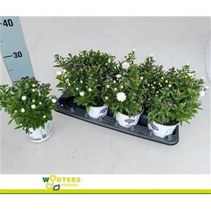 ASTER SHOWM GEM