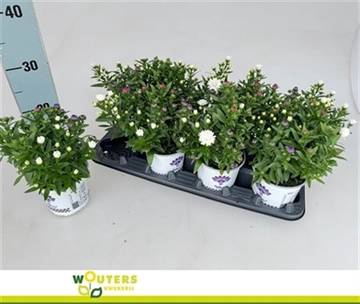<h4>ASTER SHOWM GEM</h4>