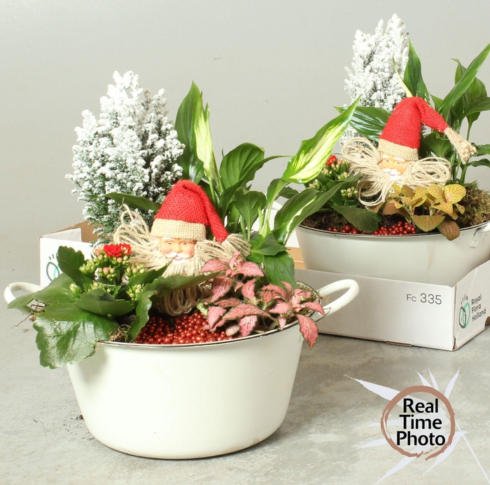 <h4>ARR TUINPLANTEN</h4>