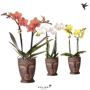 Kolibri Orchids Phalaenopsis mix 2 spike in Totem Mask pot