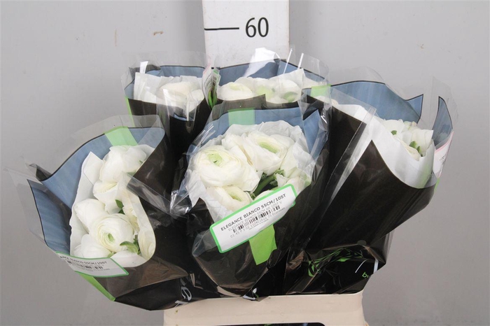 <h4>Ran Elegance White</h4>