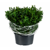 Euc. Parvifolia (Per Stem)
