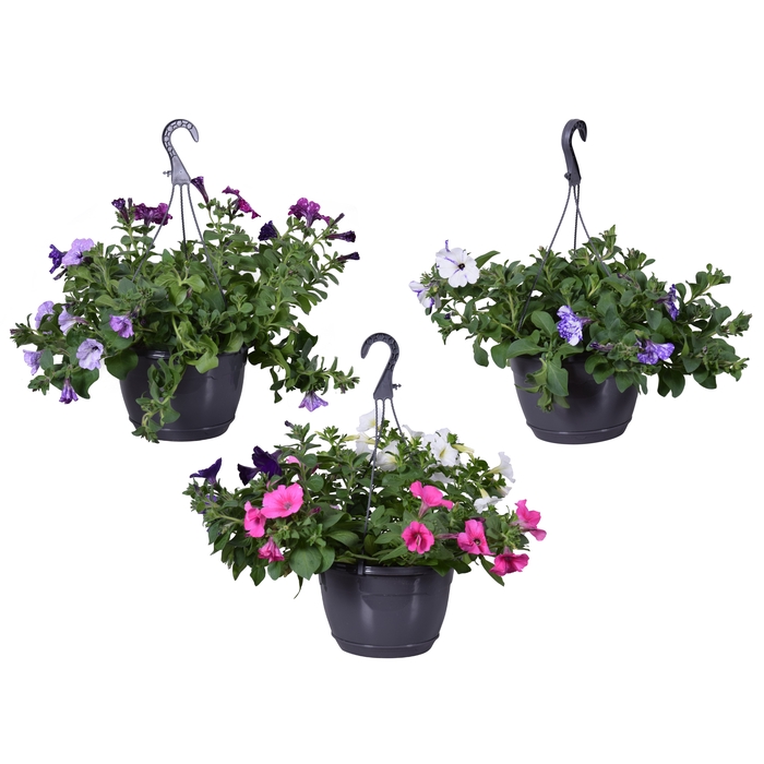 <h4>Hpot Petunia MixPot Mixkar</h4>