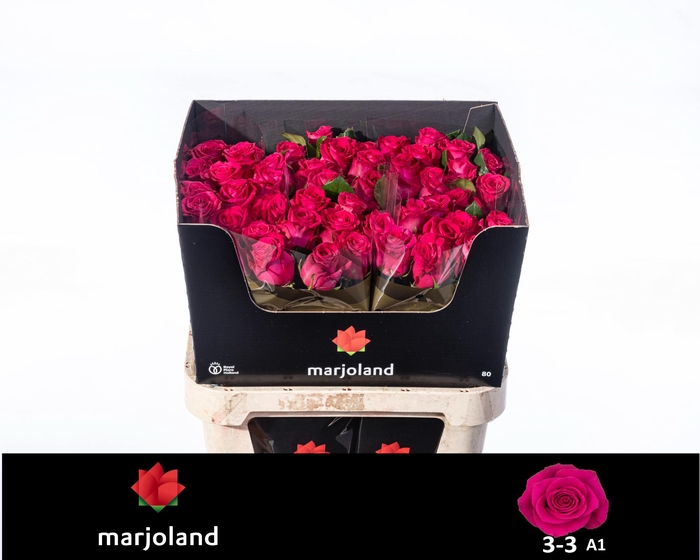 <h4>R GR XOCH! 3-3 A1</h4>