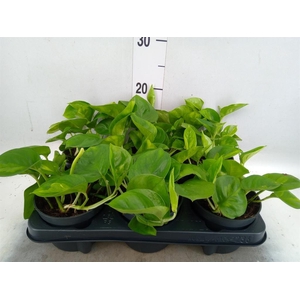 Epipremnum pinn. 'Global Green'