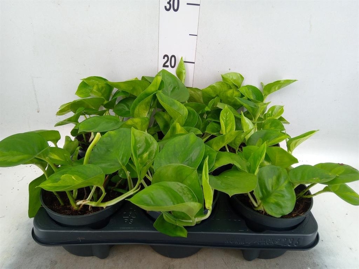 Epipremnum pinn. 'Global Green'