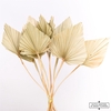 Dried Palm Spear 10pc Natural Bunch