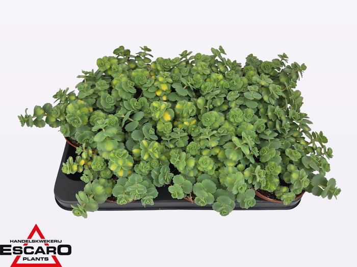 arr8 Sedum Si Mediovarieg