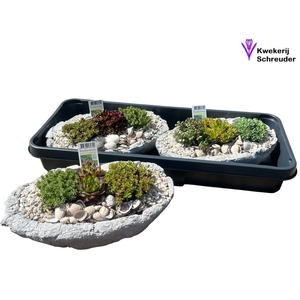 ARR TUINPLANTEN