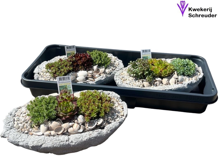<h4>ARR TUINPLANTEN</h4>