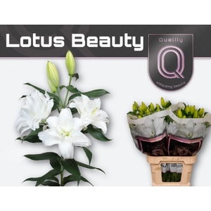 LI OR DU LOT BEAUTY