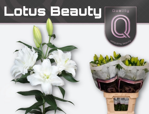 <h4>LI OR DU LOT BEAUTY</h4>