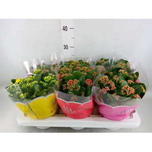 Kalanchoe blos.   ..rosebud mix  4