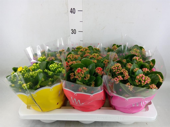 <h4>Kalanchoe blos.   ..rosebud mix  4</h4>