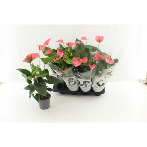 ANTHU AN SWEET DREAM