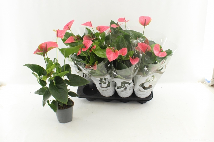 <h4>ANTHU AN SWEET DREAM</h4>