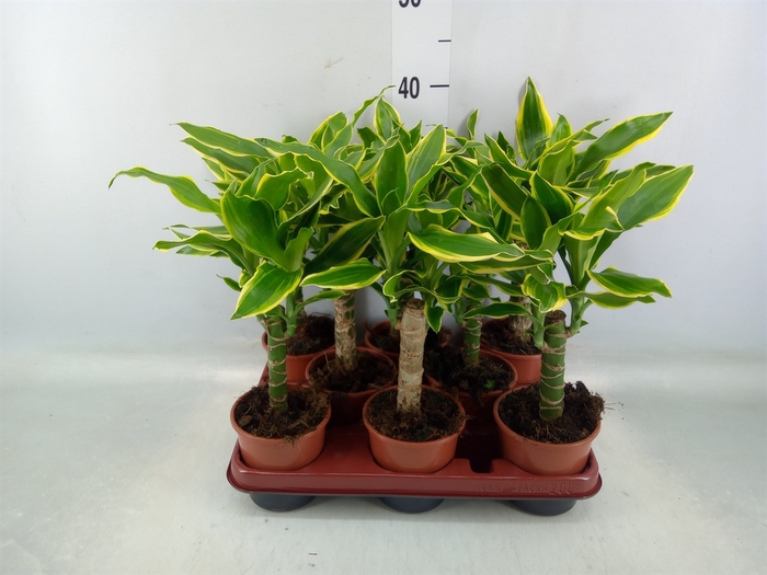 <h4>Dracaena frag. 'Golden Coast'</h4>