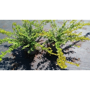 Lonicera Maigrün