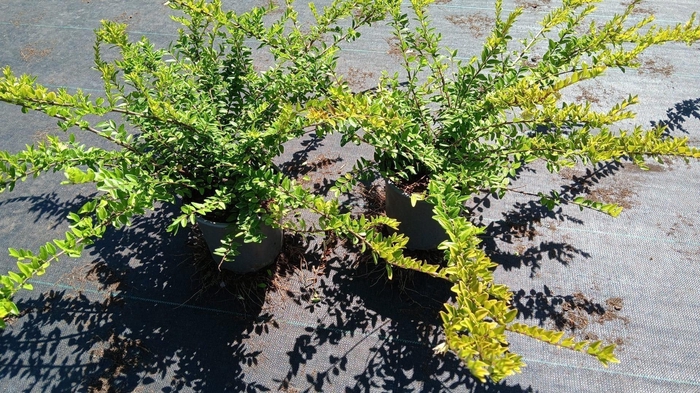 <h4>Lonicera Maigrün</h4>