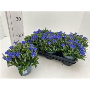 Gentiana Cultivars P10,5 Big Blue